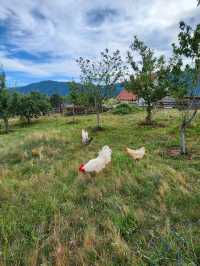 Too hot in Budva? Come to Tron, where your only neighbors are cows and clouds🐮⛅️