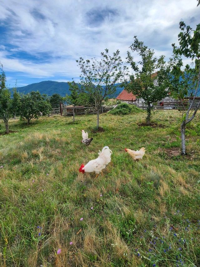 Too hot in Budva? Come to Tron, where your only neighbors are cows and clouds🐮⛅️