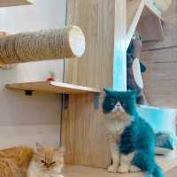 Cat cafe' คาเฟ่แมวยะลา 