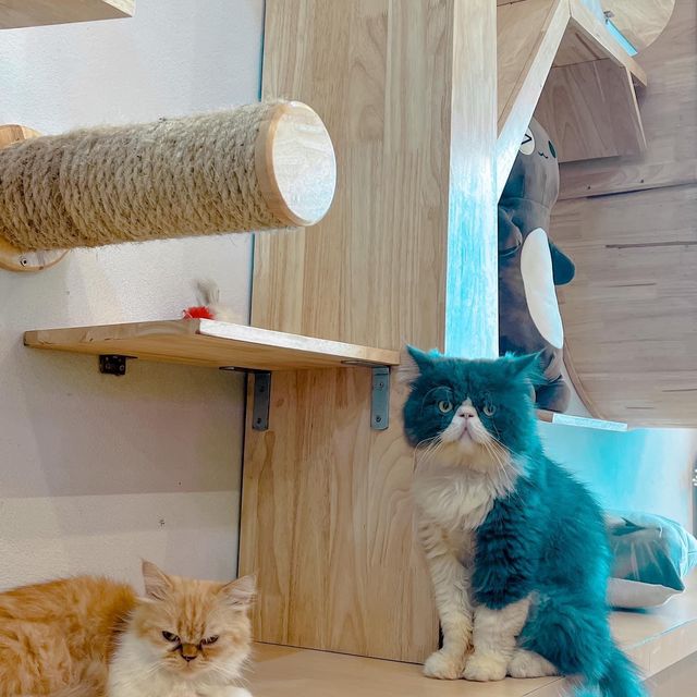 Cat cafe' คาเฟ่แมวยะลา 