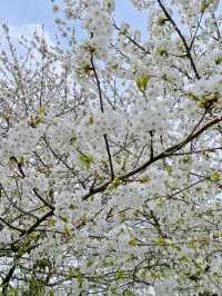 🇬🇧 영국 할링턴 : 동네 곳곳에 봄꽃이 피었어요 🌸