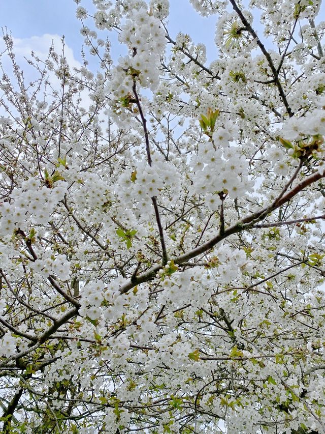 🇬🇧 영국 할링턴 : 동네 곳곳에 봄꽃이 피었어요 🌸