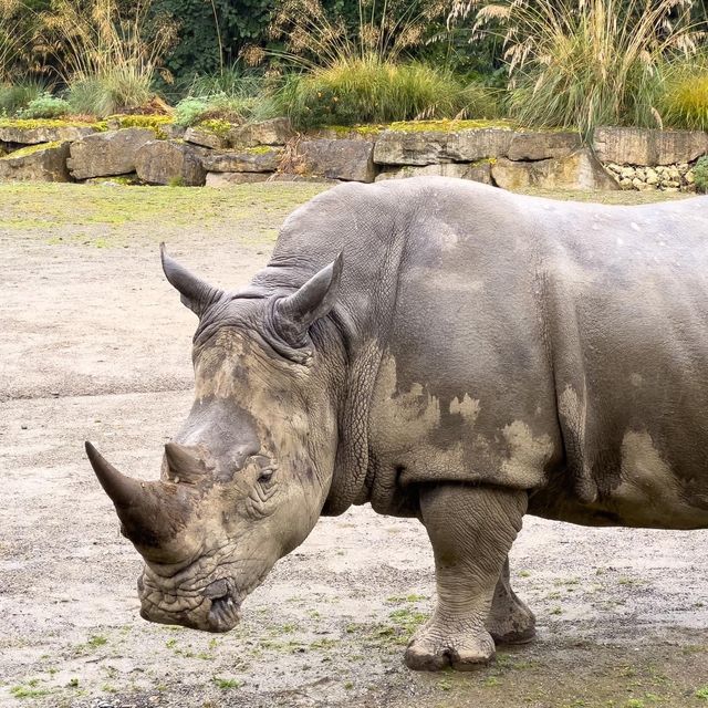 Dublin Zoo is just WoW 🗺️