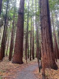 Enchanting Adventures in the Redwood Forest