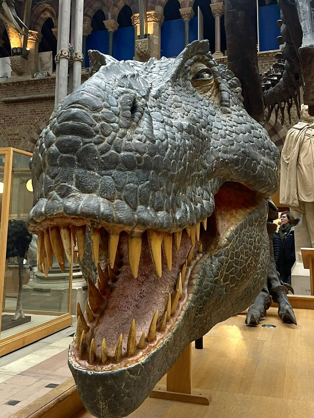 Oxford University Museum of Natural History🇬🇧