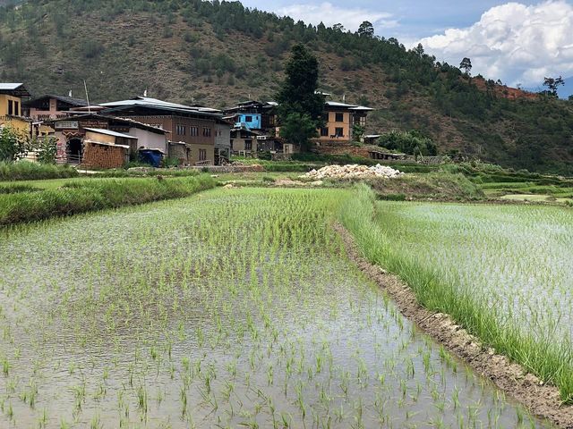 The Serene Splendor of Bhutan's Punakha Dzong