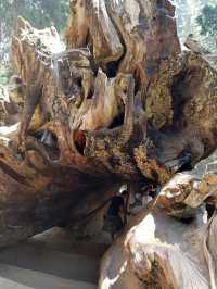 Gazing at Giants: Sequoia National Park