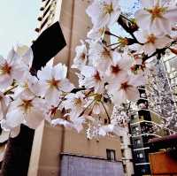 🌸 Japan's Cherry Blossom Varieties 🌸