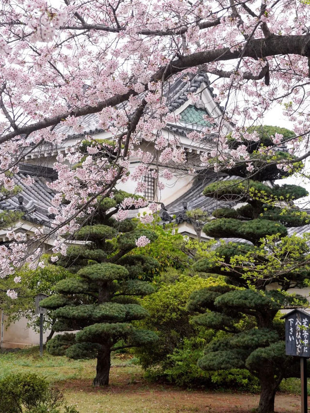 💕🌸 와카야마 성💕🌸