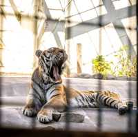 🦒福岡市動植物園🐆歷史悠久的巿中心動物園🐻
