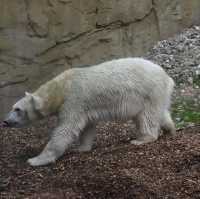 Polar bear at the Polarium 🇩🇪
