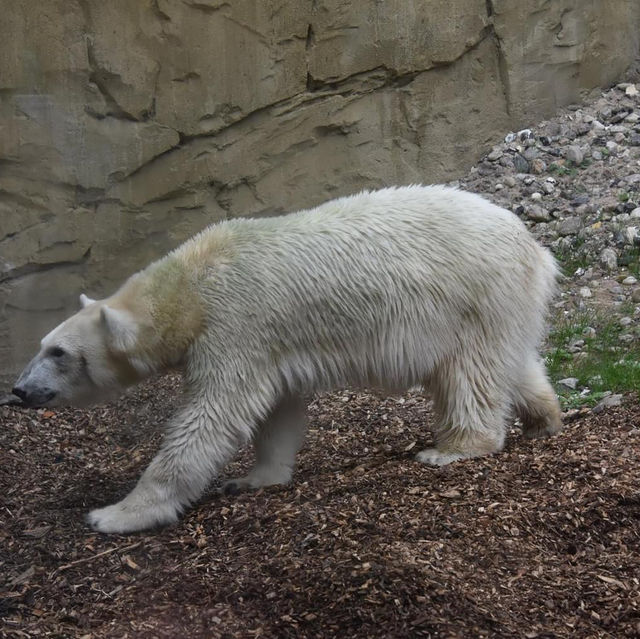 Polar bear at the Polarium 🇩🇪