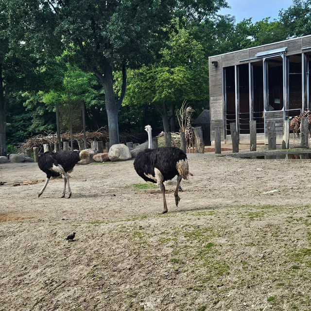 Copenhagen Zoo 🗺️