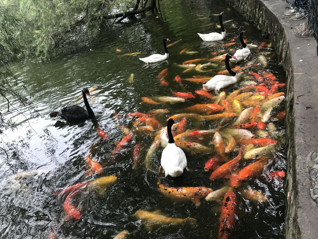 A Wild Adventure Through Nature’s Wonders