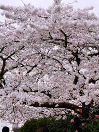 🌸 London’s Cherry Blossom Magic – Best Spring Viewing Spots!