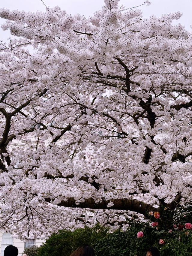 🌸 London’s Cherry Blossom Magic – Best Spring Viewing Spots!