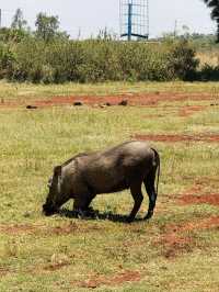 Bomas of Kenya – Where Kenya’s Cultures Come Alive 🛖