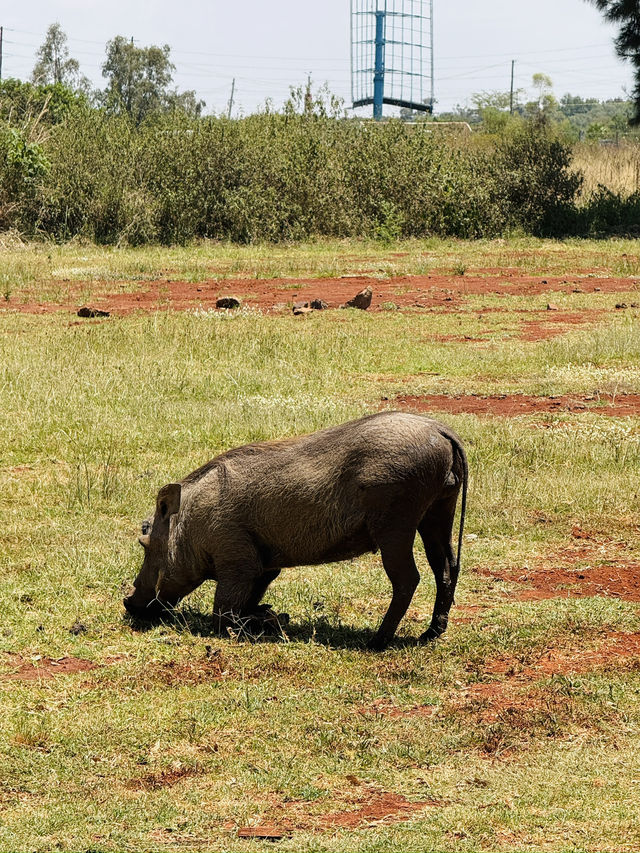 Bomas of Kenya – Where Kenya’s Cultures Come Alive 🛖
