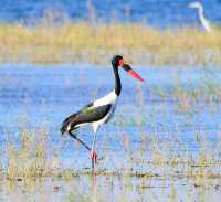 Matusadonha Safari Special –  US$1,220 pps