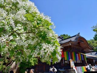 A temple with the oldest history in Tokyo after Sensoji Temple