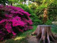 Whispers of Spring: A Stroll Through Isabella Plantation