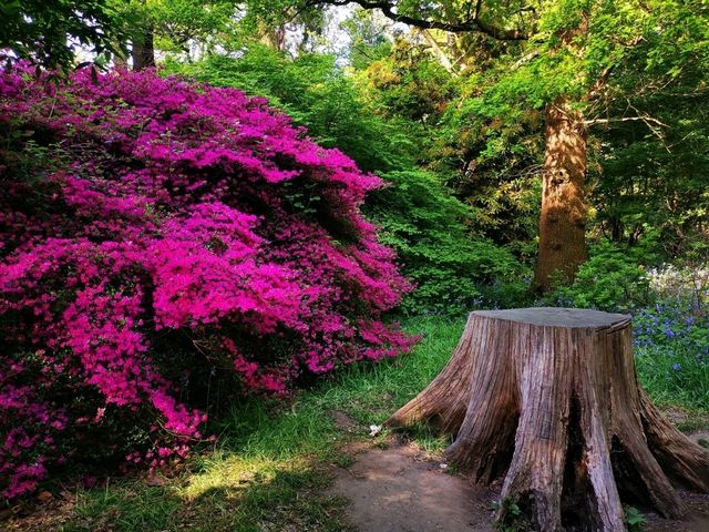 Whispers of Spring: A Stroll Through Isabella Plantation