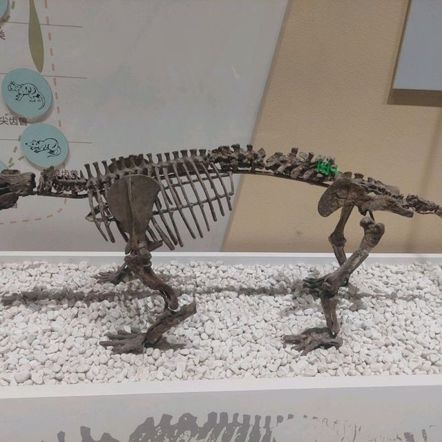 Dinosaurs, nice exhibitions in Natural History Museum of China 