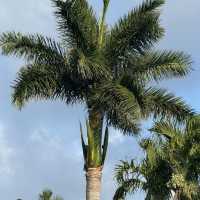 WARWICK HOTEL paradise island Nassau Bahamas 