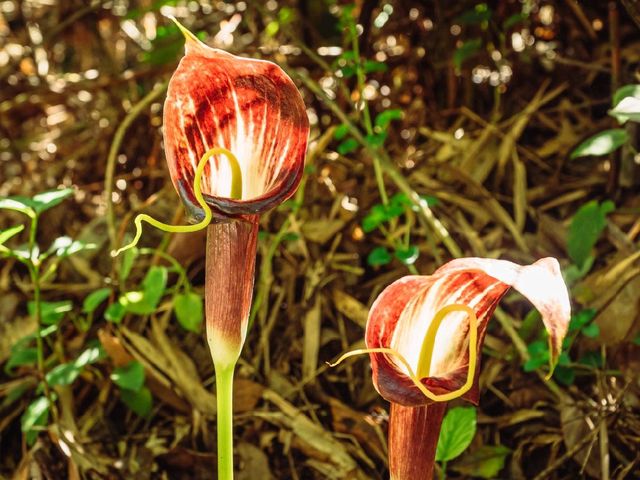 Step into a Fairytale: Exploring the Mossy Forest of Cameron Highlands
