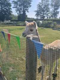 manorafon farm visit 