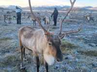 🌌 Tromsø, Norway — The Arctic Capital of Lights
