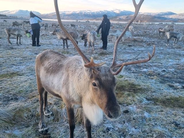 🌌 Tromsø, Norway — The Arctic Capital of Lights