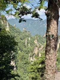 Макаки 🐒 ждут Вас в Национальном парке Чжанцзяцзе ✨ 