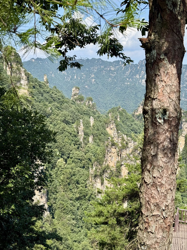 Макаки 🐒 ждут Вас в Национальном парке Чжанцзяцзе ✨ 