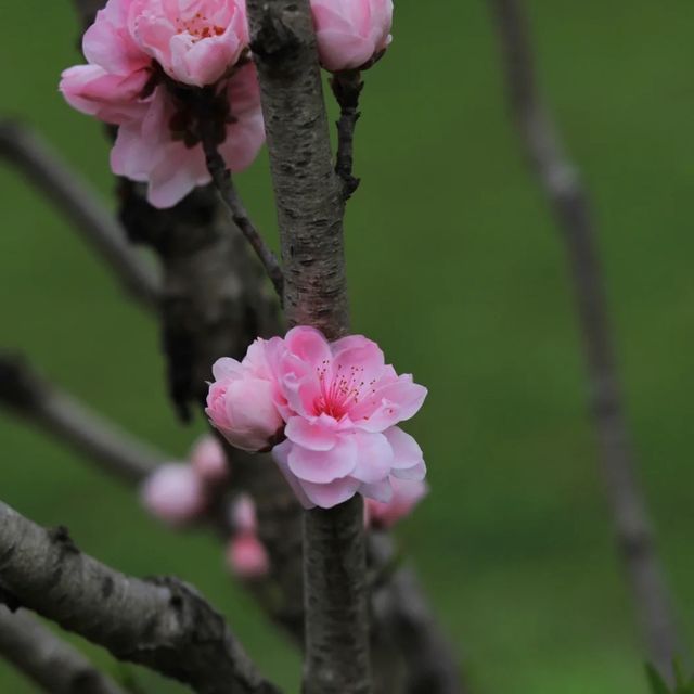 Shanghai Gongqing Forest Park🪵 Shanghai Gongqing Forest Park🪵