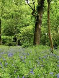 Richmond park - London