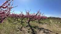 Stroll through Aitona, the flower town of Lleida province in Spain.