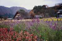 Off-the-beaten-path destinations for viewing autumn leaves in Japan.