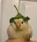 Joeynv