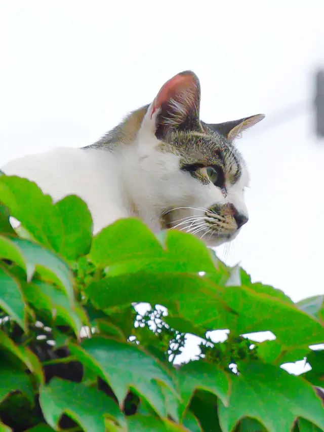 旅顺citywaik、怠惰で快適な子供