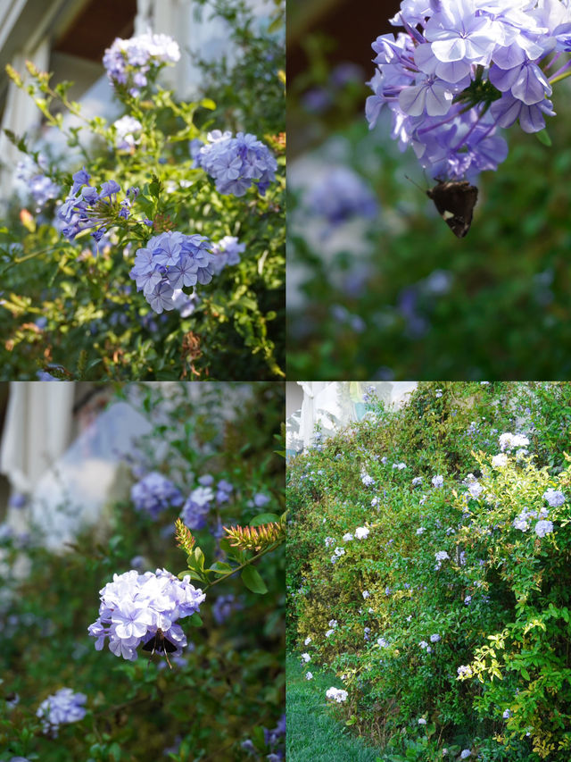 腾衝聆荷·渡｜欣賞大自然光與影的藝術～