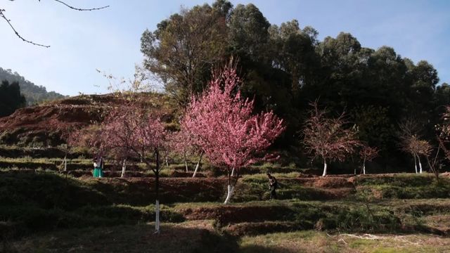 太美了！西昌第一波冬櫻花“上線” 抓緊約起