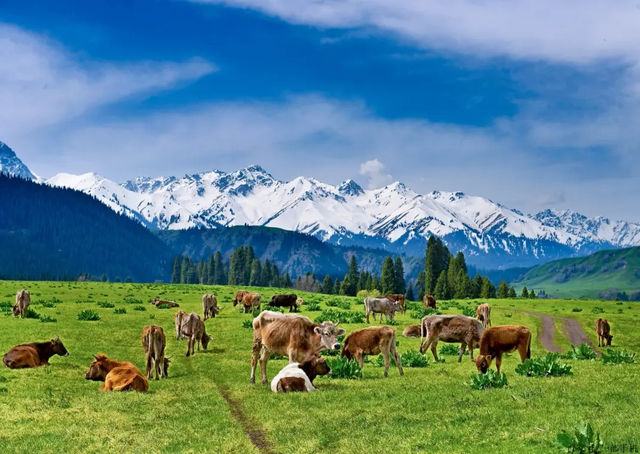 伊犁河谷——新疆的養牛天堂