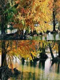 貢湖灣濕地，樹是最美麗的風景，你不想看看嗎？