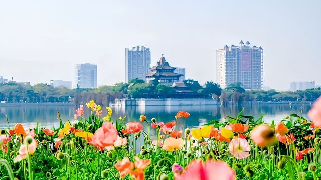 免費賞虞美人花海、楓葉紅了，這一幕美爆了！