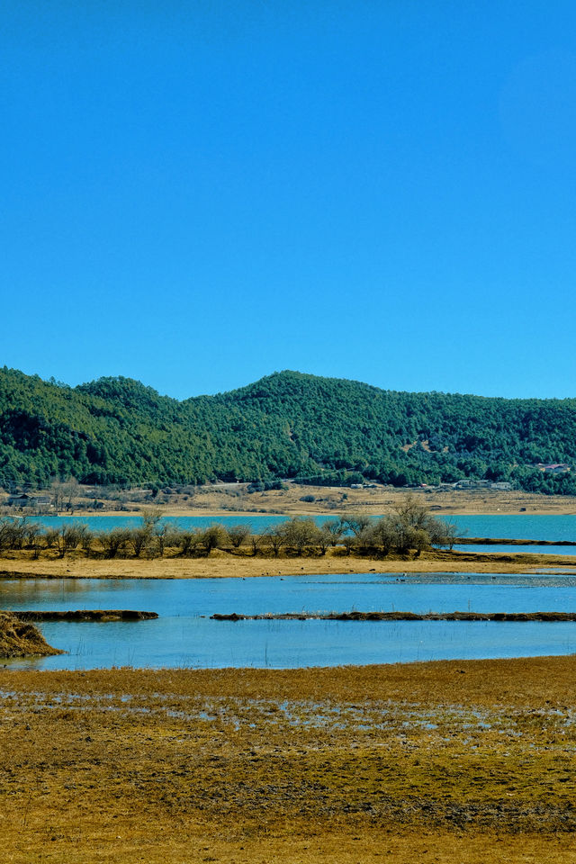 去了麗江5次，我找到了這個玉龍雪山下的靜謐村莊 湖泊，草地，雪山牛羊 是我夢想中的油畫景色