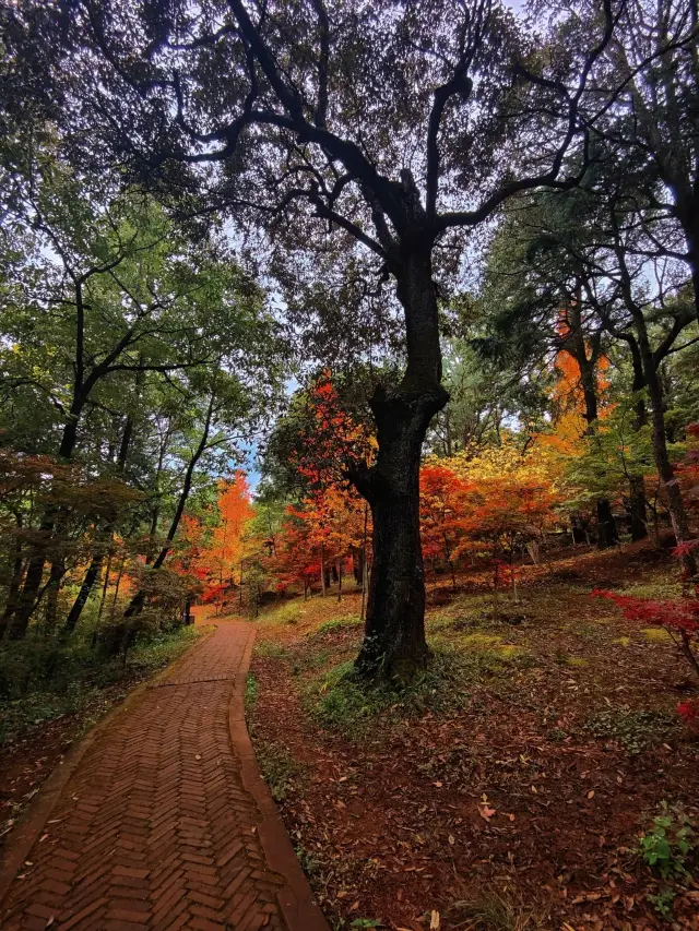 昆明の秋の黒竜潭公園、庭園と秋が両方とも適しています