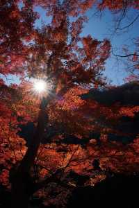 岚山 | 以春天的櫻花和秋天的楓葉而聞名