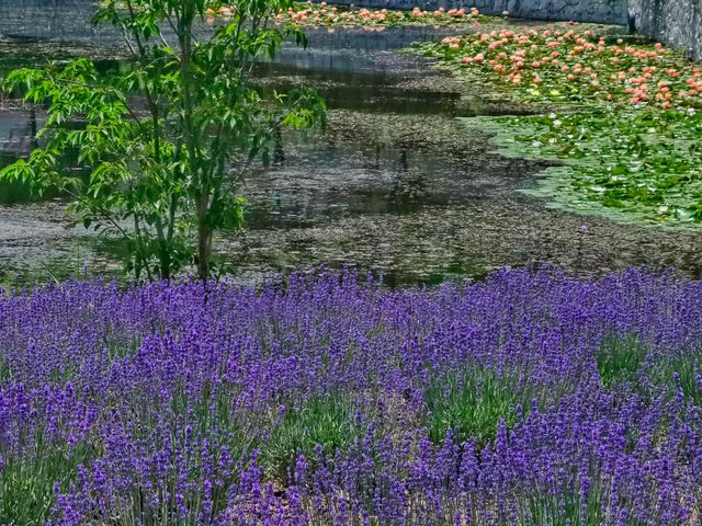 花開紫為你