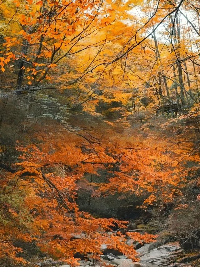 人間忽晚，山河以秋，光霧山顏值達到頂峰，不來就要等一年了